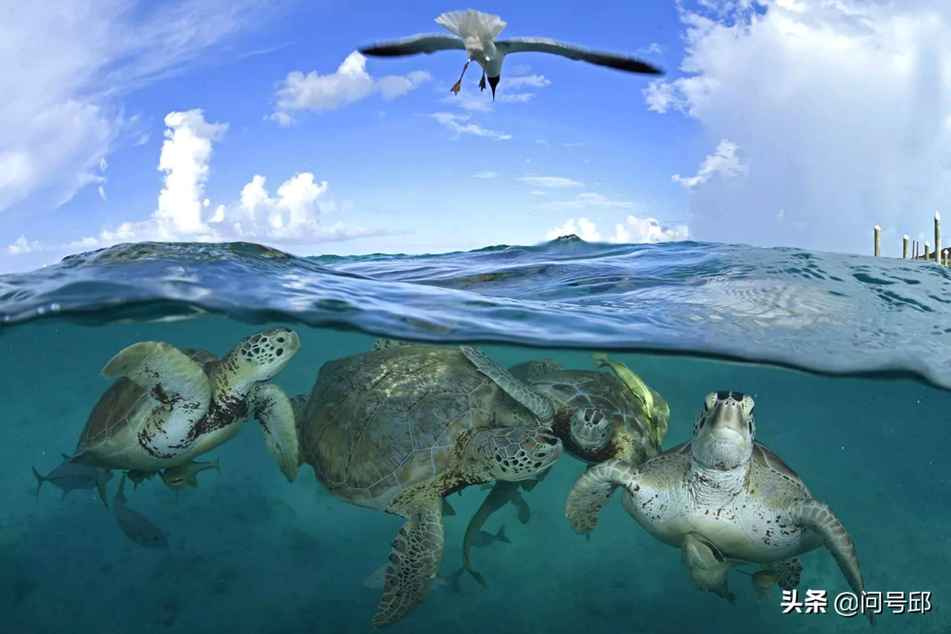 值得注意的是,这只小章鱼用蛤蜊壳,椰子甚至玻璃瓶来建造自己的庇护所