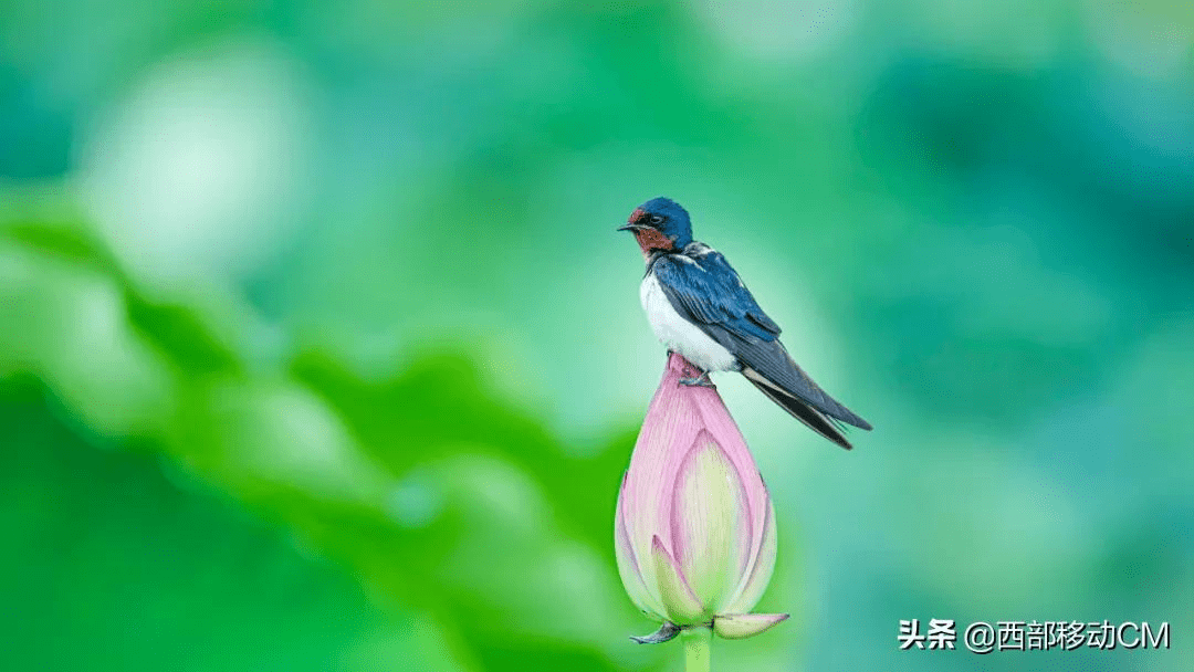 澄江荷塘燕子翻飞喂雏忙,太美了_刘贵_杨洪龙_摄影