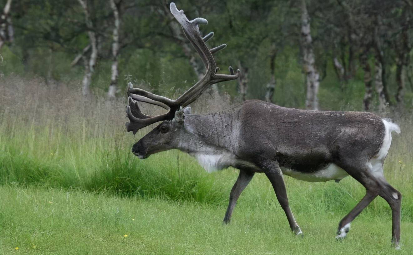 原创雄鹿的头上顶着同伴的脑袋来生活这神操作令人无比恐惧