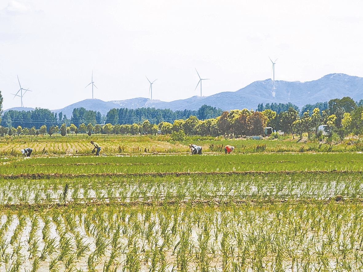 漠漠水田飞白鹭 山水田园如画卷_留庄镇_稻田_农业