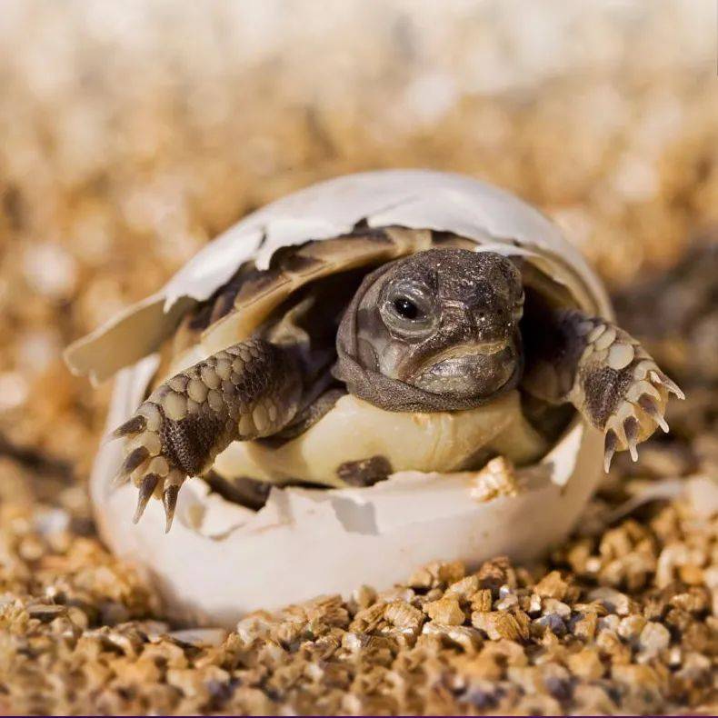 乌龟_养殖_宝宝