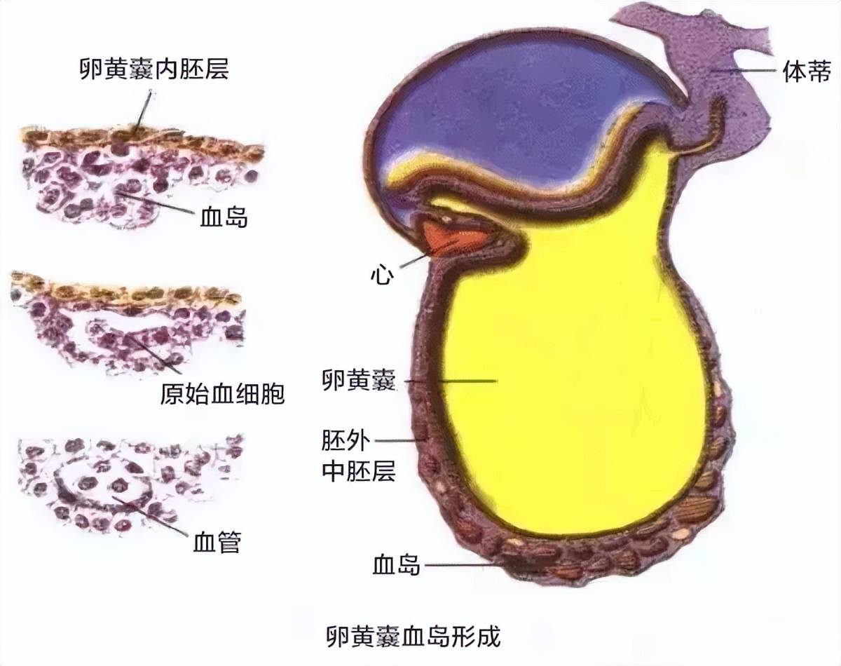 卵黄囊造血期在人胚的第3周开始