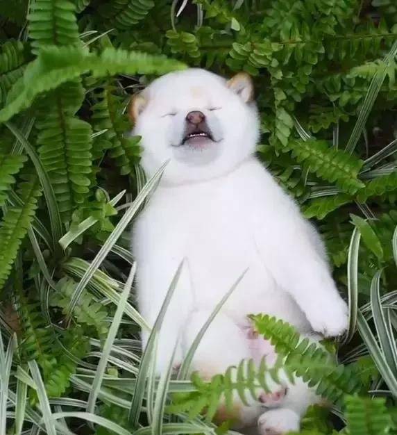 小柴犬躺在草丛中睡觉,怎么叫都不醒,小模样把人萌翻_狗狗_rua_颜色