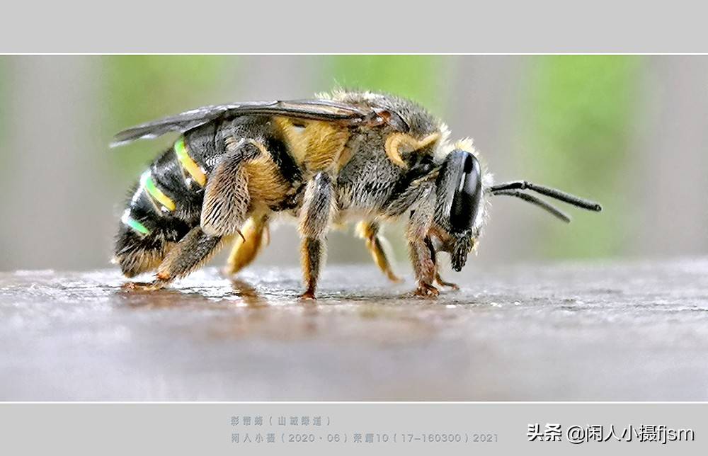 手機昆蟲攝影:木蜂,綠蘆蜂,綵帶蜂,青條花蜂,切葉蜂,熊蜂_蜜蜂_黑色