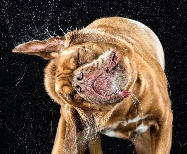 原创八种非常爱流口水的狗狗第一名超乎想象您能接受吗
