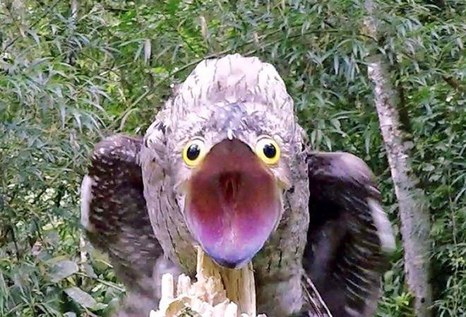 原创外形如怪物叫声像哭泣这种大嘴怪鸟却是鸟界的伪装大师