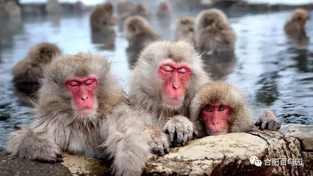 山大王～黄山短尾猴(藏酋猴黄山亚种)上_行为_野生动物园_什么