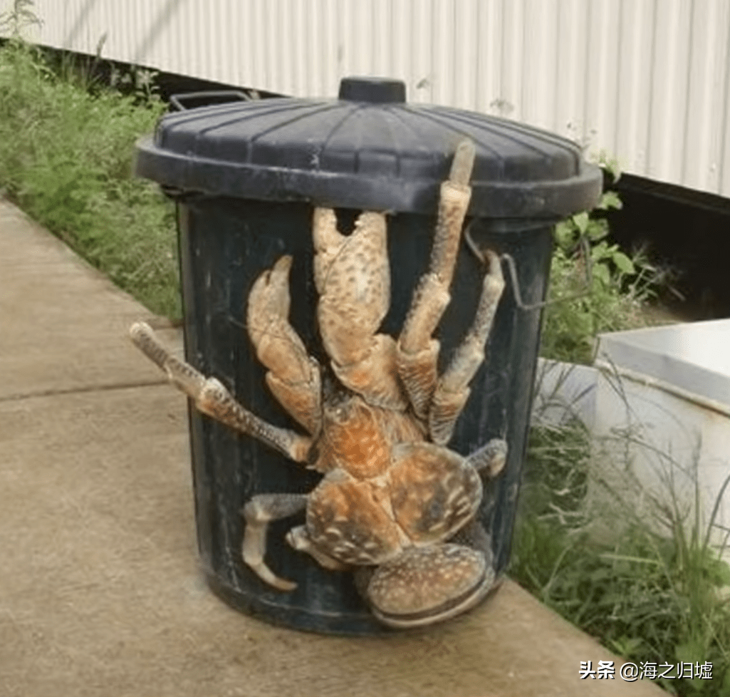 原创25张罕见的动物尺寸对比照很难相信是真的