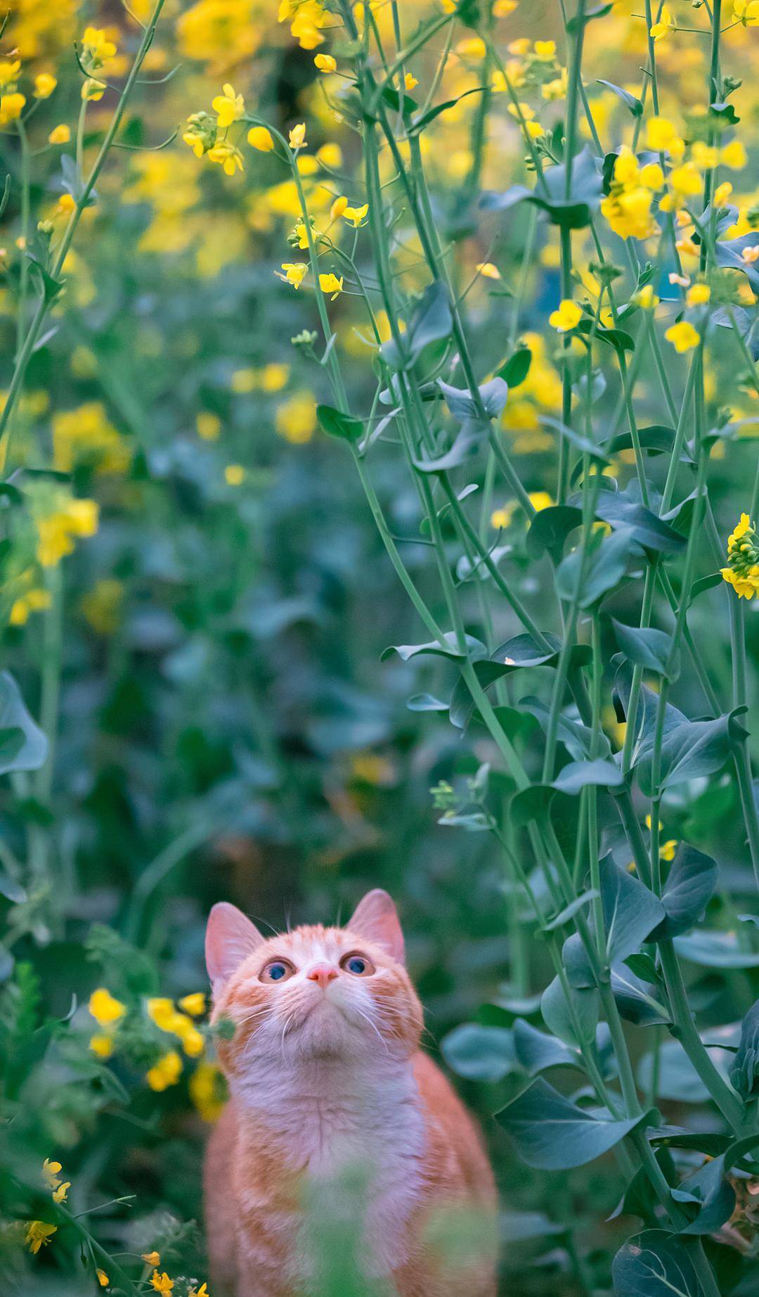 朋友_小咪_沙地