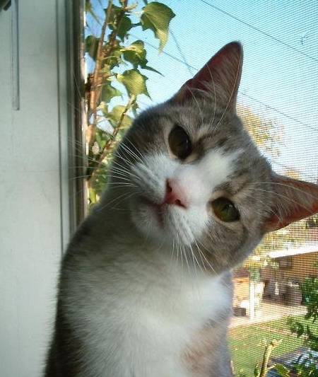 猫咪歪头集,跟着歪头你就输惹_tilly_疑惑_hallo