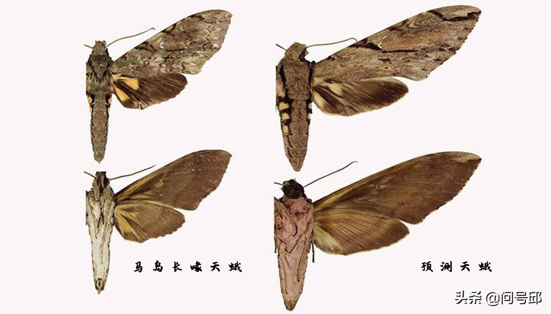 特有的30厘米长喙蛾子,与彗星兰存在"暧昧"关系_预测_李斯_天蛾