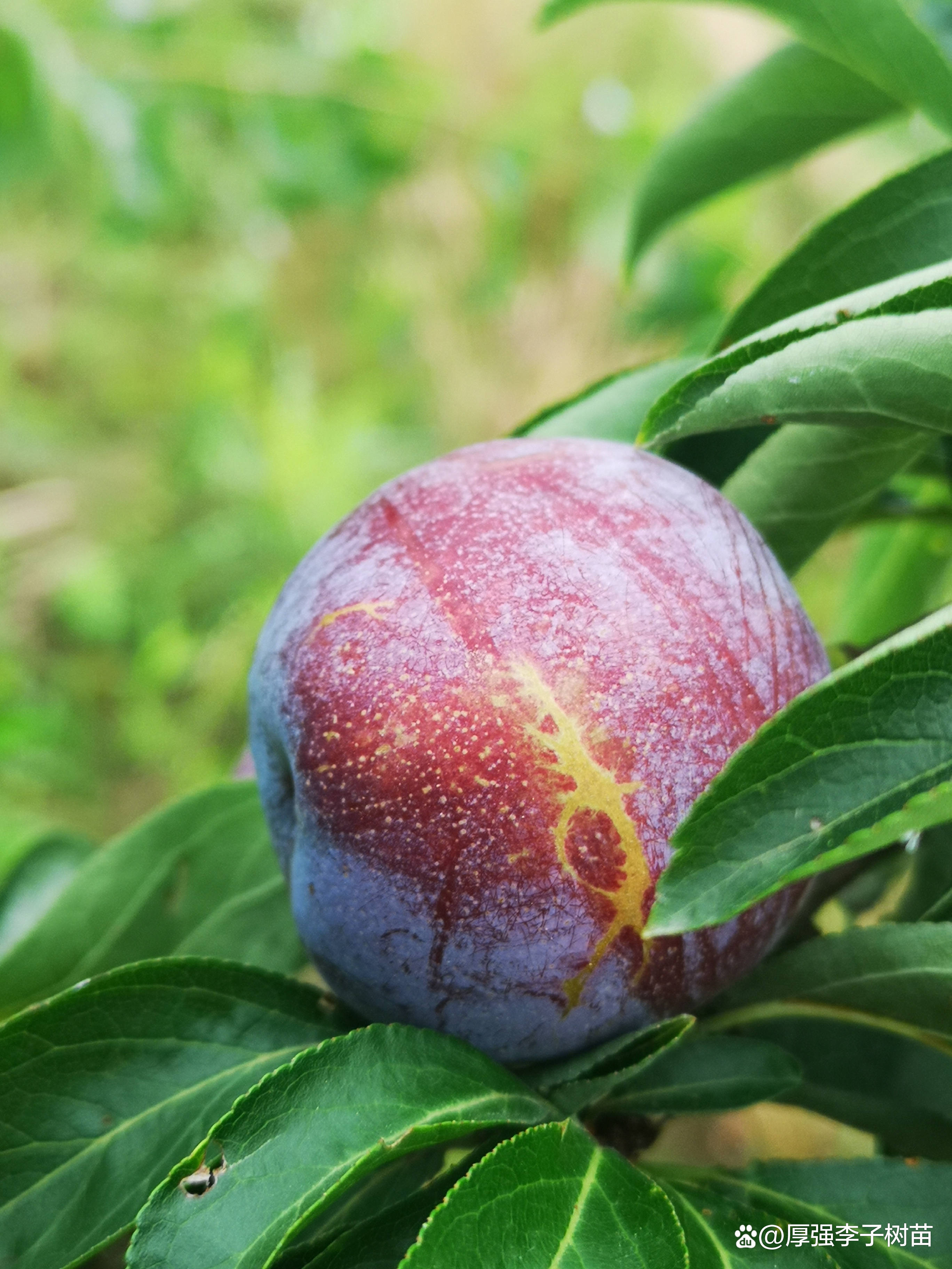 厚强李子苗基地种李子树苗如何避免桃蚜的危害