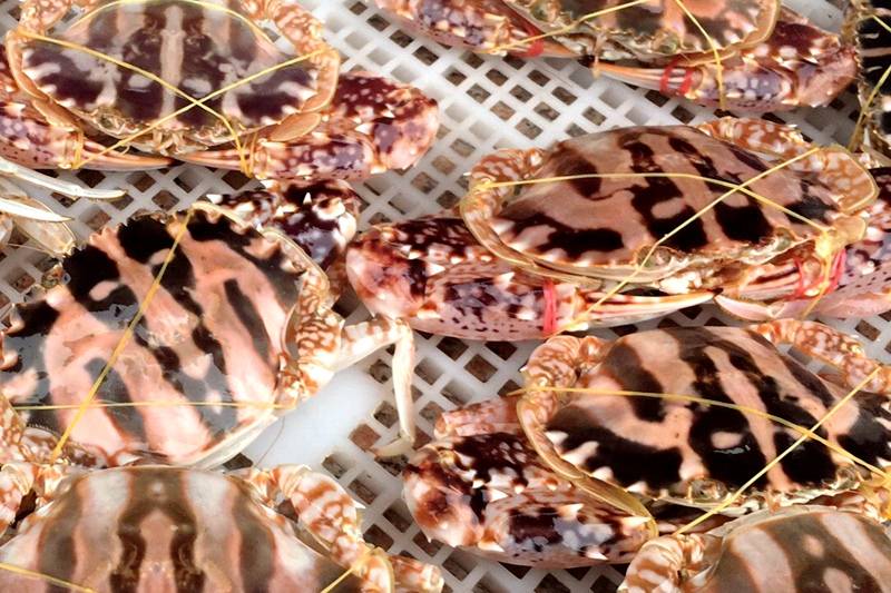 厦门近40年老字号排档演绎海鲜霸王级豪横红花蟹宴