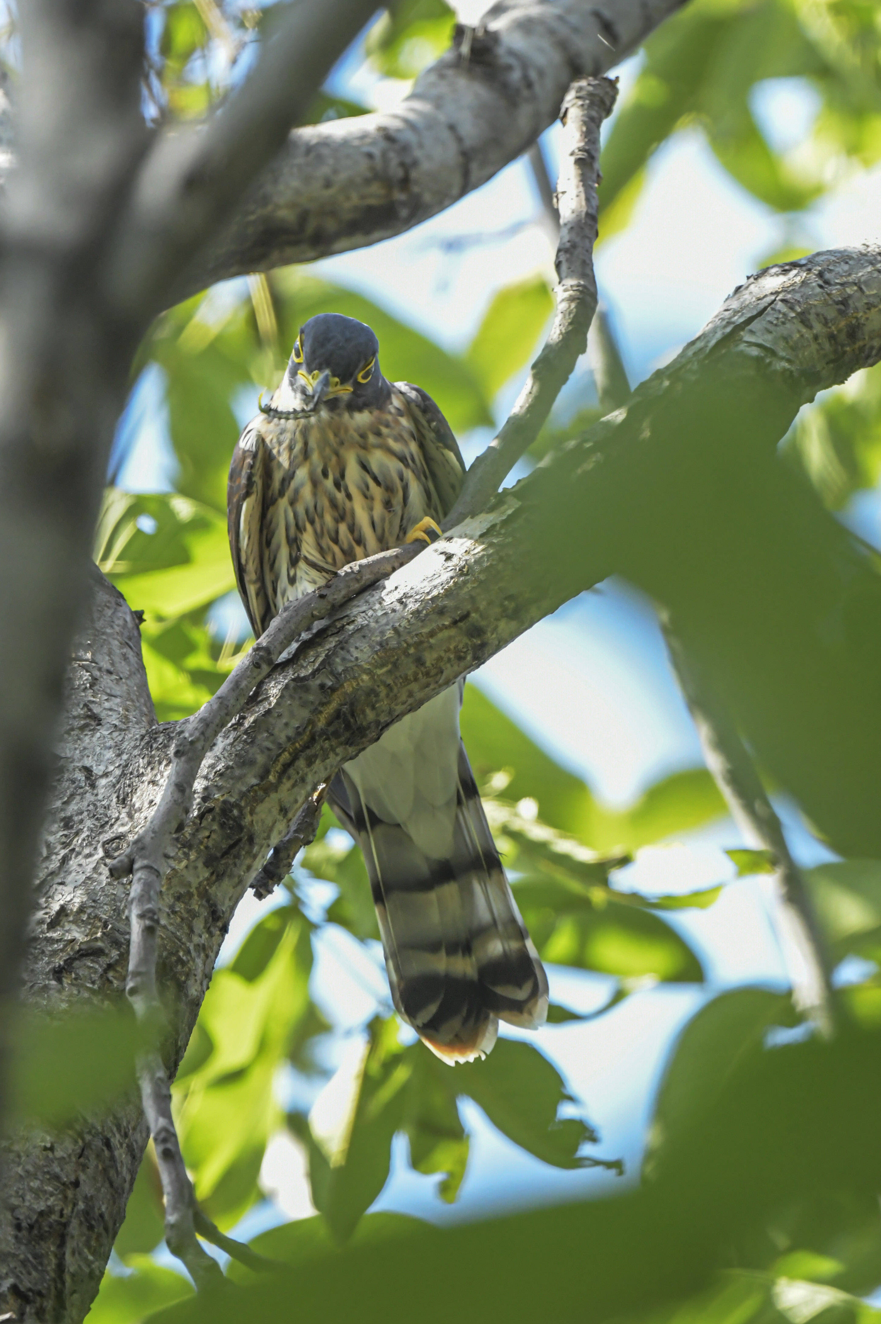 热拍鹰鹃时,请别惊扰这位抗灾英雄_白蛾_毛毛虫_防治