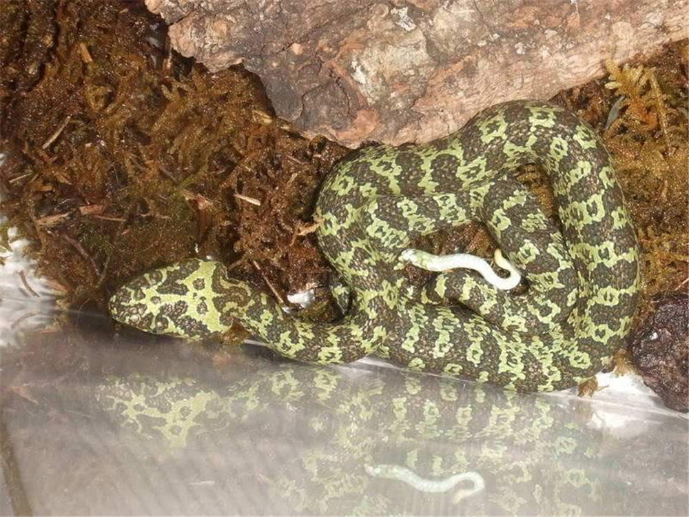 莽山烙铁头蛇:号称"蛇中熊猫",毒性极强,一条被炒到百万天价_毒蛇