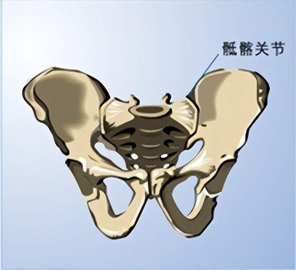 骶髂关节位于骶骨与髂骨之间,腰椎左右各一个,由许多韧带和关节囊加固