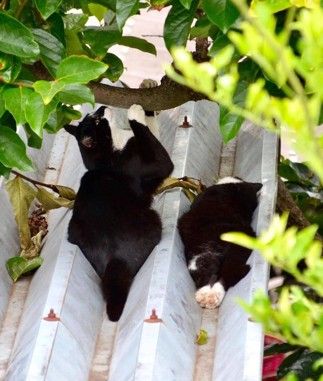 猫咪在屋顶放松呈波浪状网友不愧是液体猫融化啦