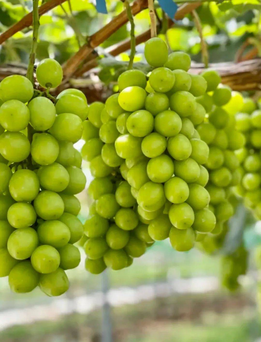 陕西人的夏天里,总是不能缺少户县葡萄_水果_西域_历史