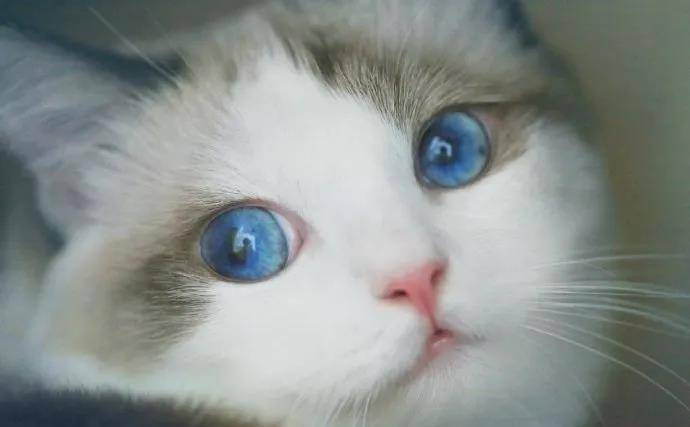 原创猫咪的眼睛为什么有多种多样的颜色一文为你揭秘神奇的猫眼