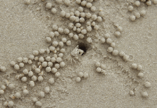 沙蟹洞图片