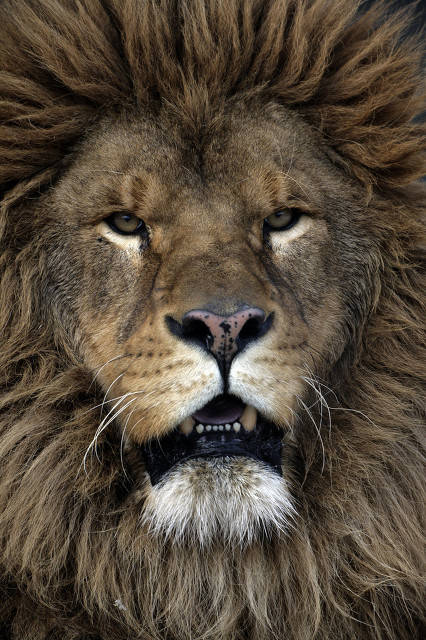 巴巴里狮 最大图片