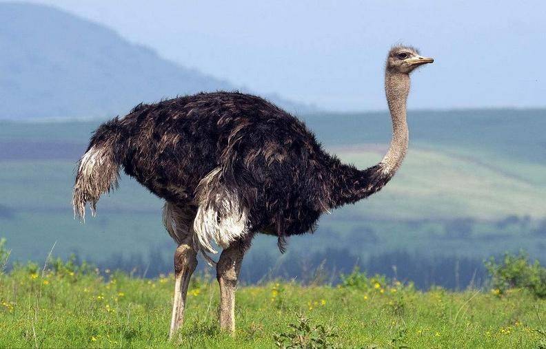 地球史上脖子最长的八大动物!