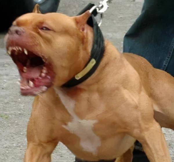 可能是这样子的,血盆大口,凶猛,疯狂.