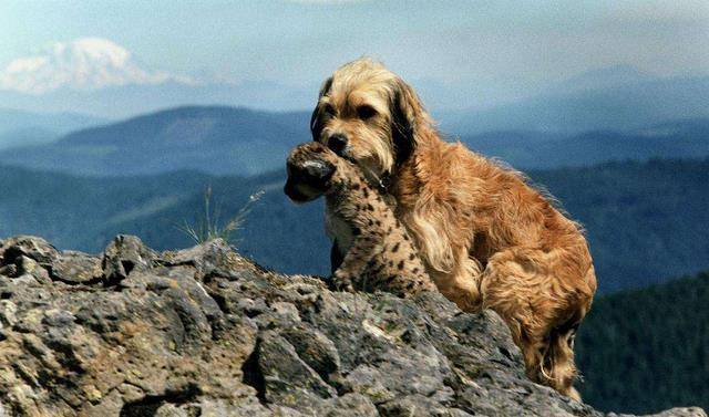 原创丛林赤子心班吉是一只聪明勇敢很有责任感的小狗