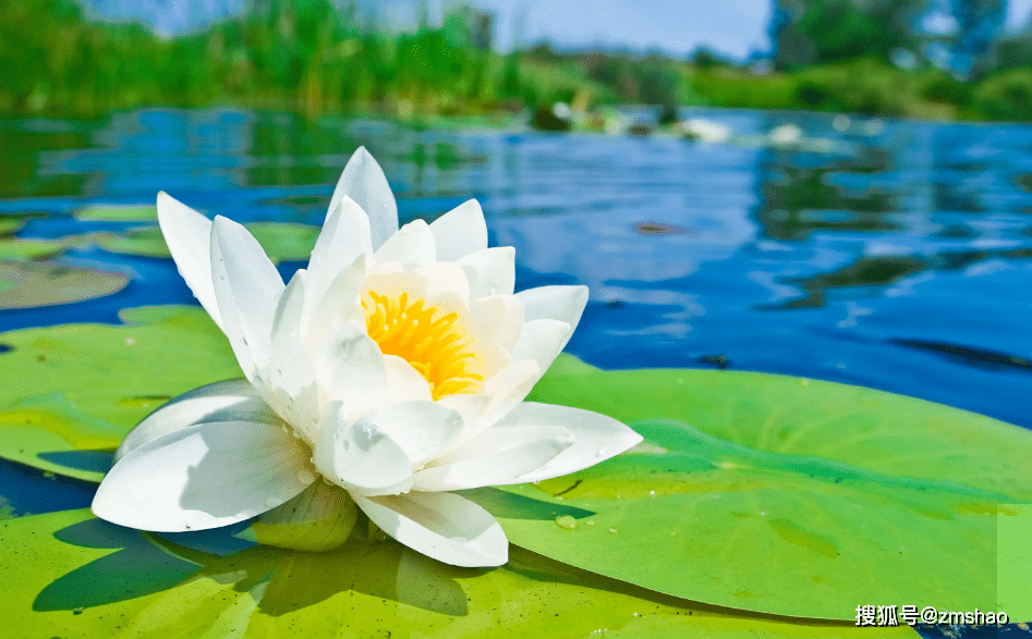 白莲半菡未开时 古诗词里的白莲花 清风徐来 莲花盛开 荷花 媚骨 池种