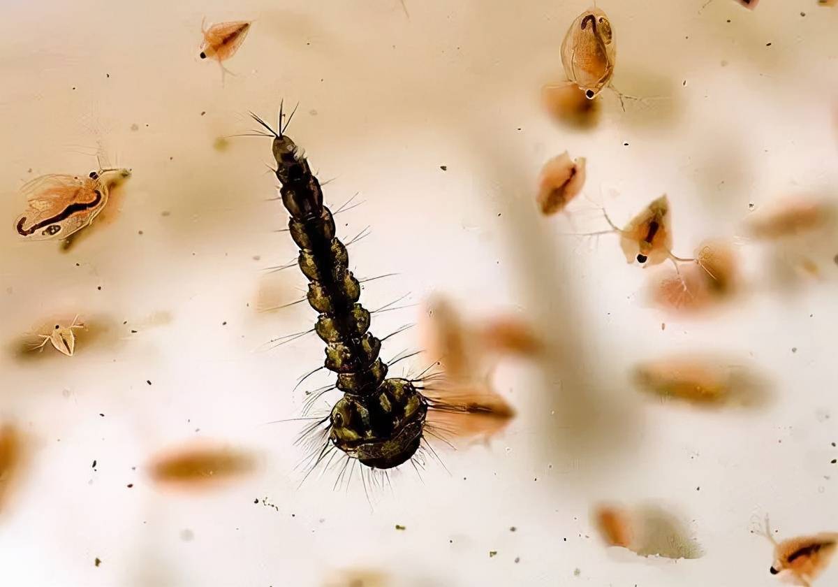 春季家里的蚊子是哪里来的?怎么消灭它们?_地方_温度_下水道