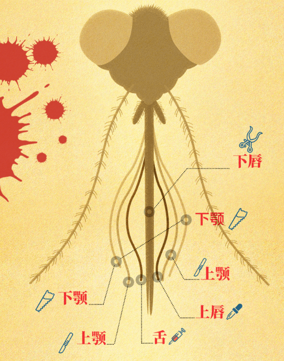 蚊子口器直径图片