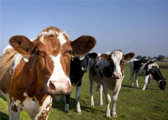 注意反芻動物飼養異位酸要合理添加科學改善