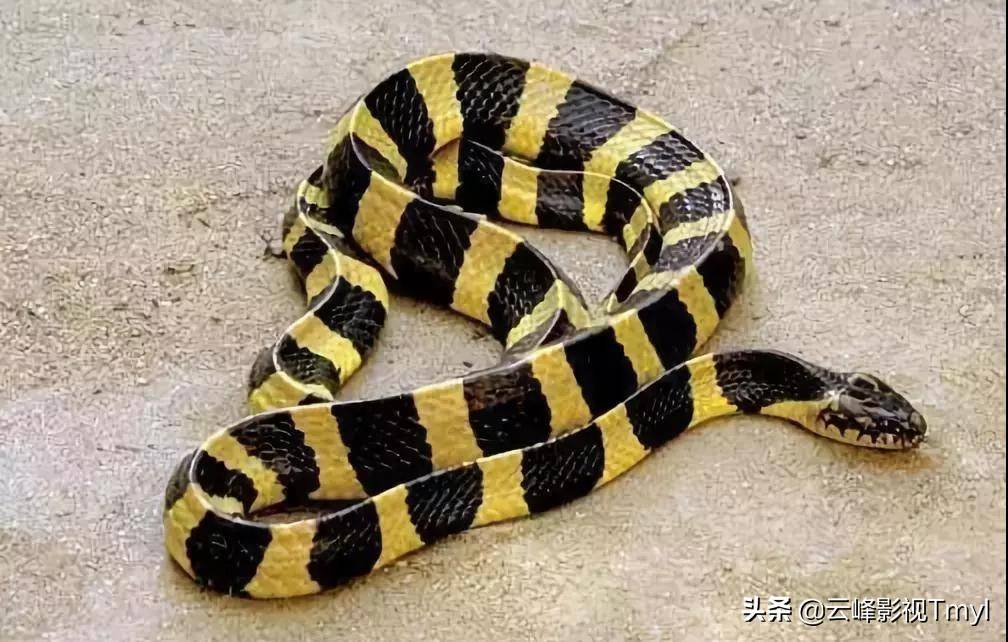 金环蛇，据说生活在金银财宝的栖息地_手机搜狐网