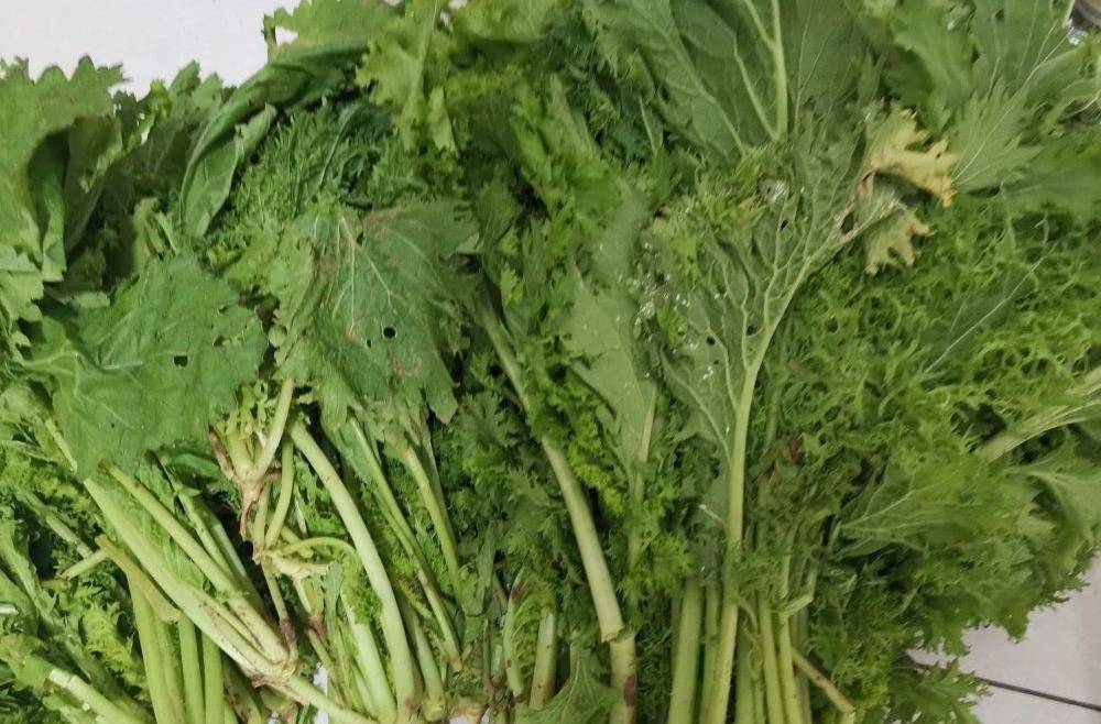 汉中浆水菜的腌制方法 不用引子 加2勺面粉腌出酸香可口浆水菜 清水 步骤 坛子 汉中浆水菜的腌制方法 不用引子 加2勺面粉腌出酸香可口浆水菜 清水 步骤 坛子