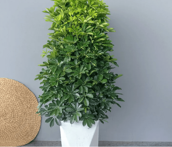 鸭掌木的正确养护方法