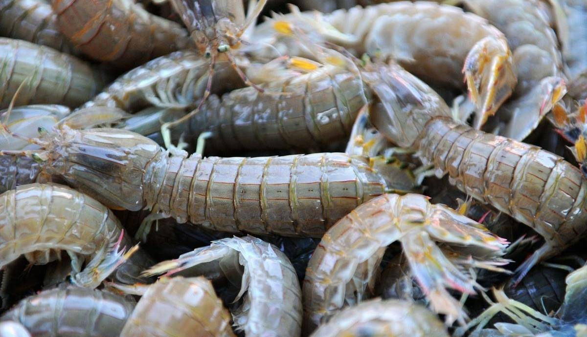 椒盐皮皮虾,劲霸鱿鱼须,咖喱大虾等海鲜做法,非常简单易学_料酒_白糖_