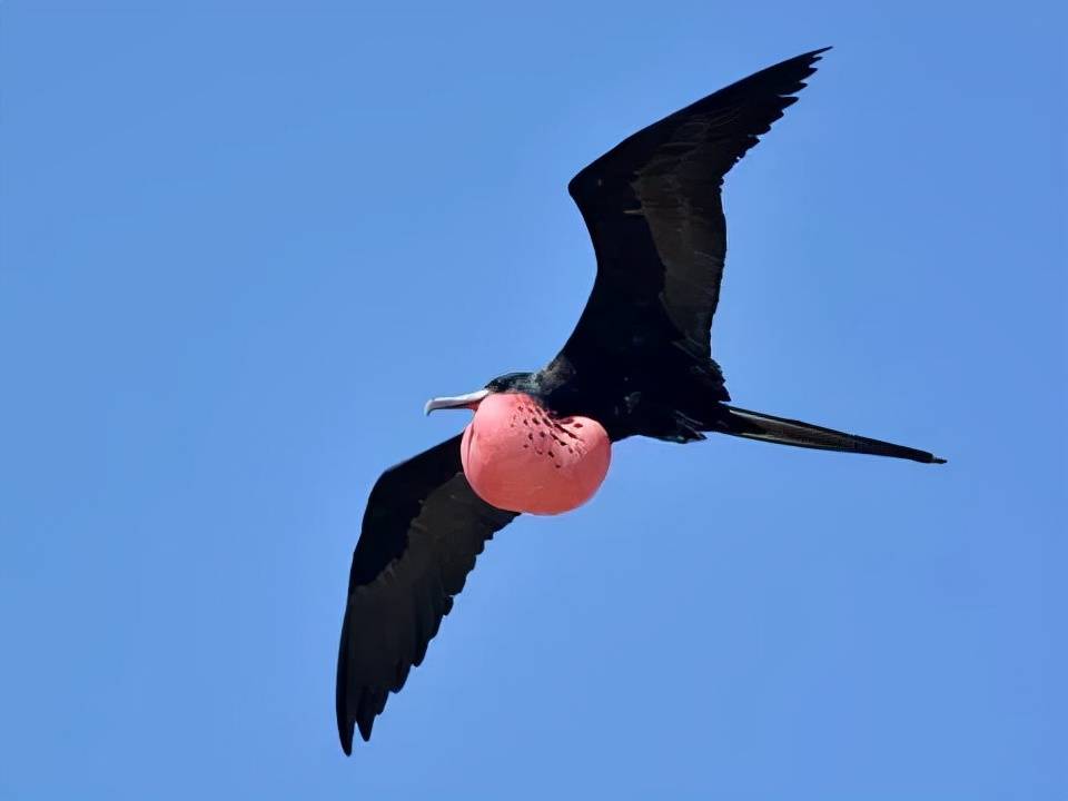 這隻睪丸長脖子上的鳥讓我永遠相信愛情_姑娘_生活_喉嚨