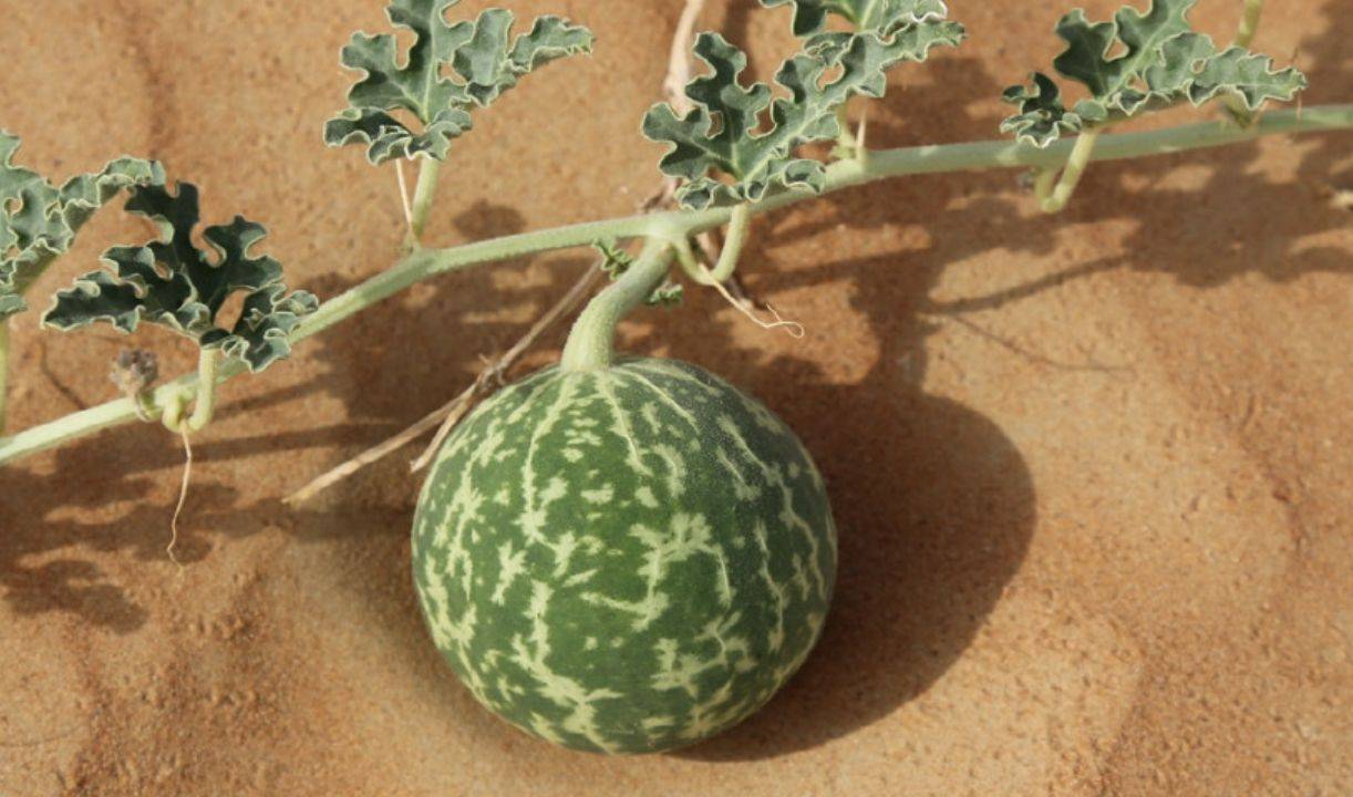 沙漠里遍地的“西瓜”，为何无人敢吃？当地人：吃一个试试