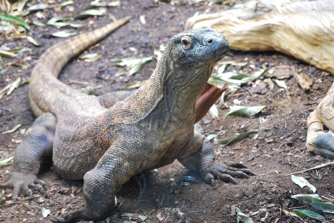 原创科莫多巨蜥濒临灭绝全球仅剩3000只却在自然环境面前败下阵来