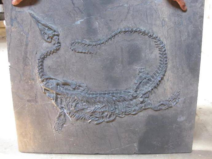 原创布万龙以泰国公主名字命名的恐龙长20米超巨型恐龙