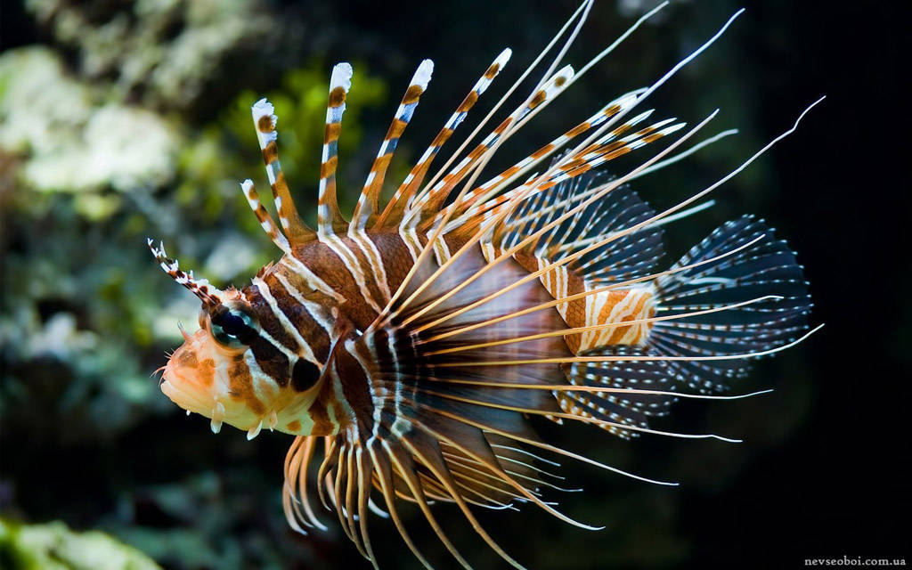 深海中的危險:幾種恐怖的海洋生物_水母_箱形_鯊魚