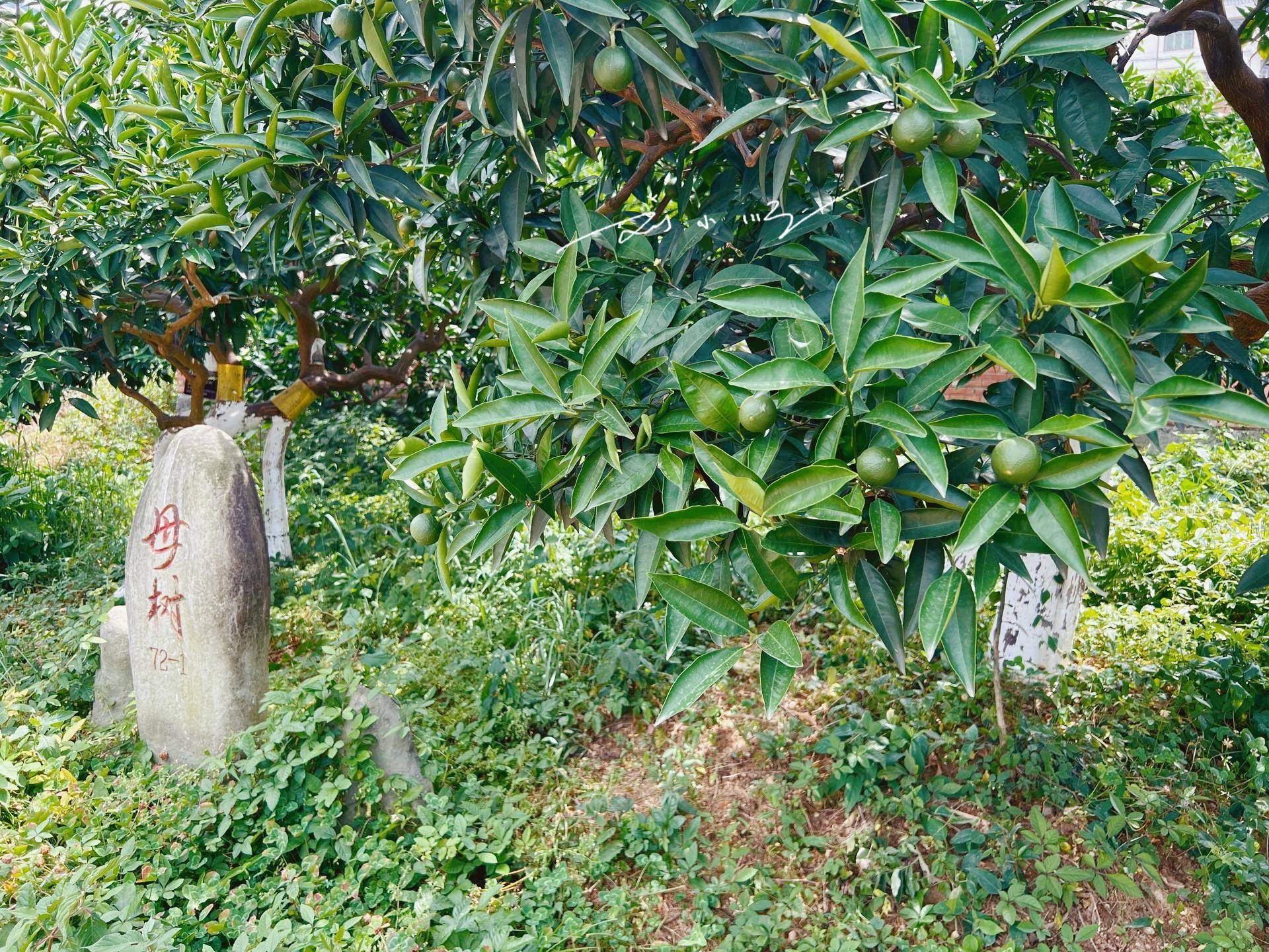 重庆奉节有2株脐橙“母树”，历史悠久，据说采摘权拍出15万高价