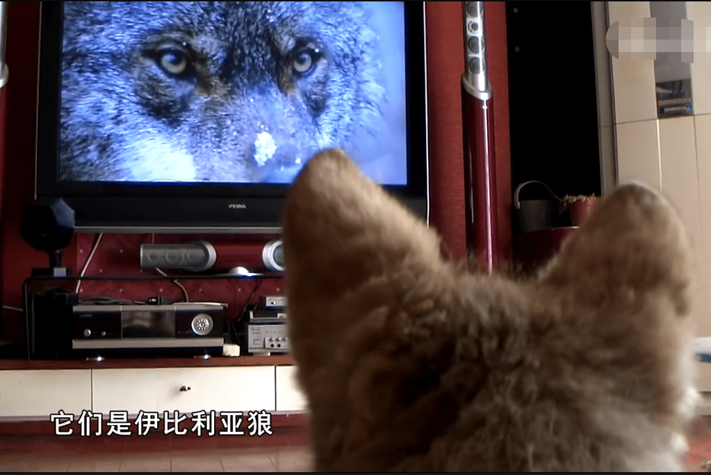 把狼当自己孩子养,十年后与狼重逢_李微漪_格林_狼王