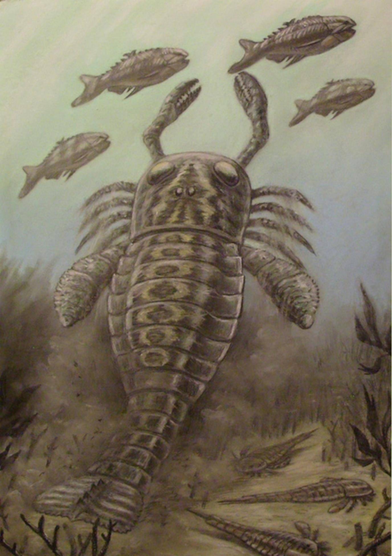 6米翼肢鲎在面对大部分鱼类的时候都占有明显的体型优势,但是在它的