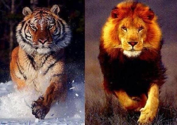 东北虎对比狮子体型图图片