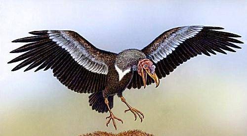 原创史前最大的鸟类翼展7米没有天敌灭绝原因令人哭笑不得