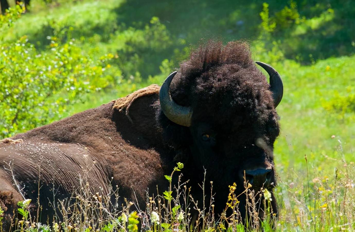 临近灭绝的国外野牛身前遭遇屠戮究竟发生了什么