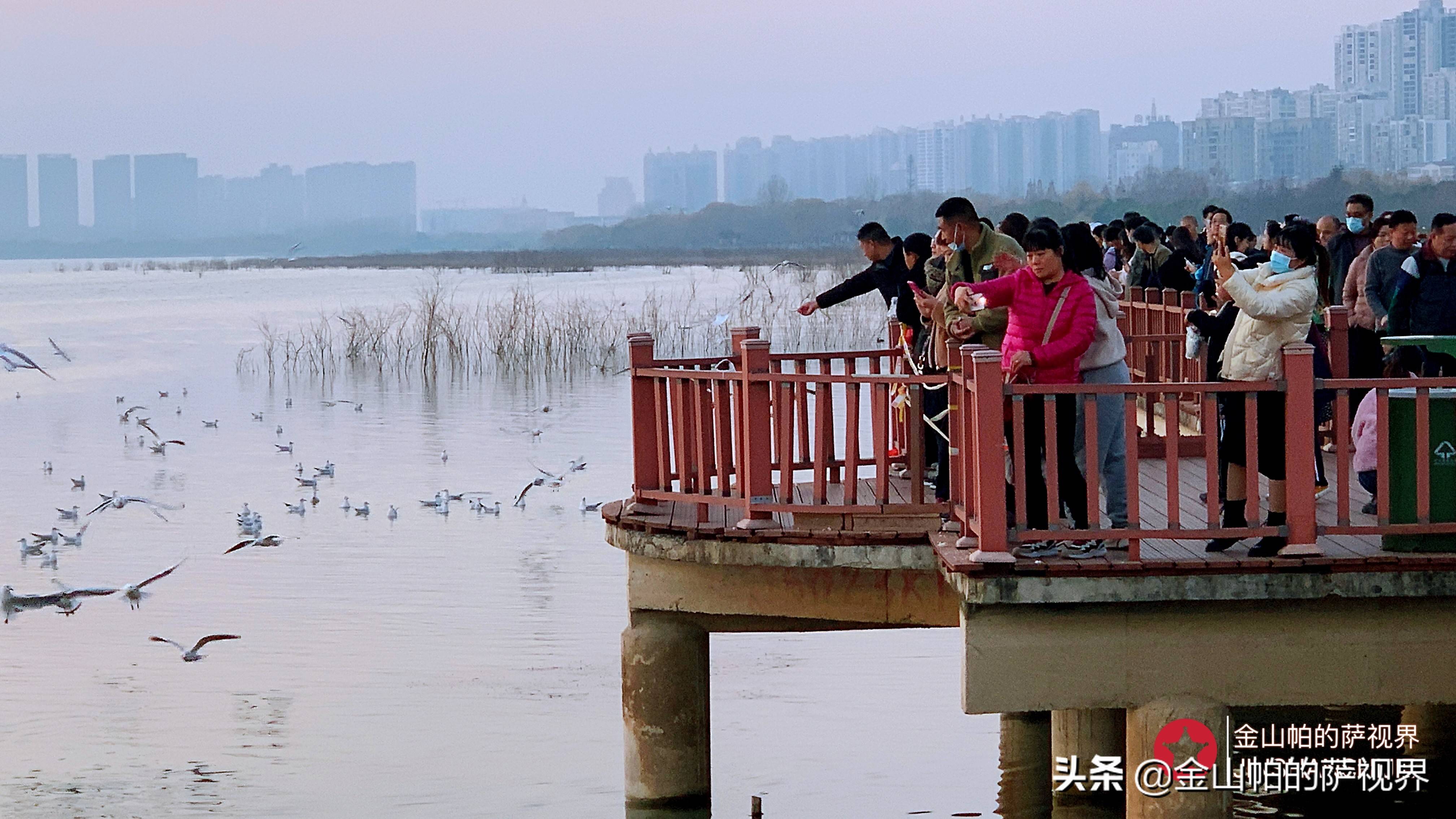 河南平顶山：梧桐引得凤凰来 平顶山白龟湖红嘴鸥随拍（一）