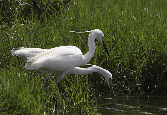 原创白色羽毛的飞鸟你见过吗一种完美得像天使一种似古代谦谦君子