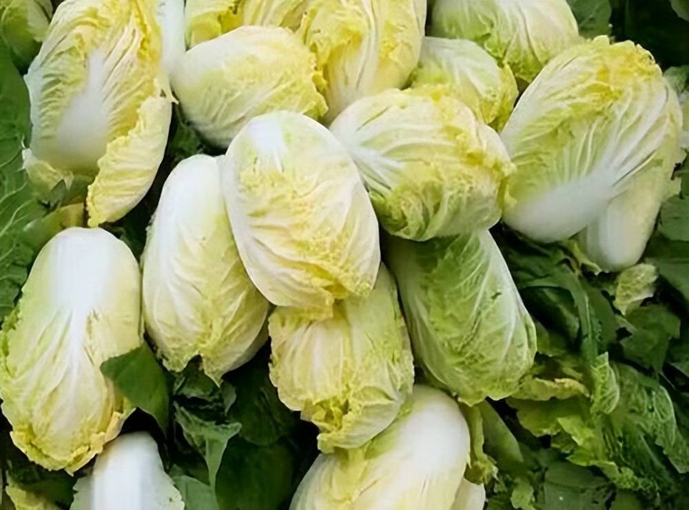 娃娃菜栽培技术一起来了解下吧